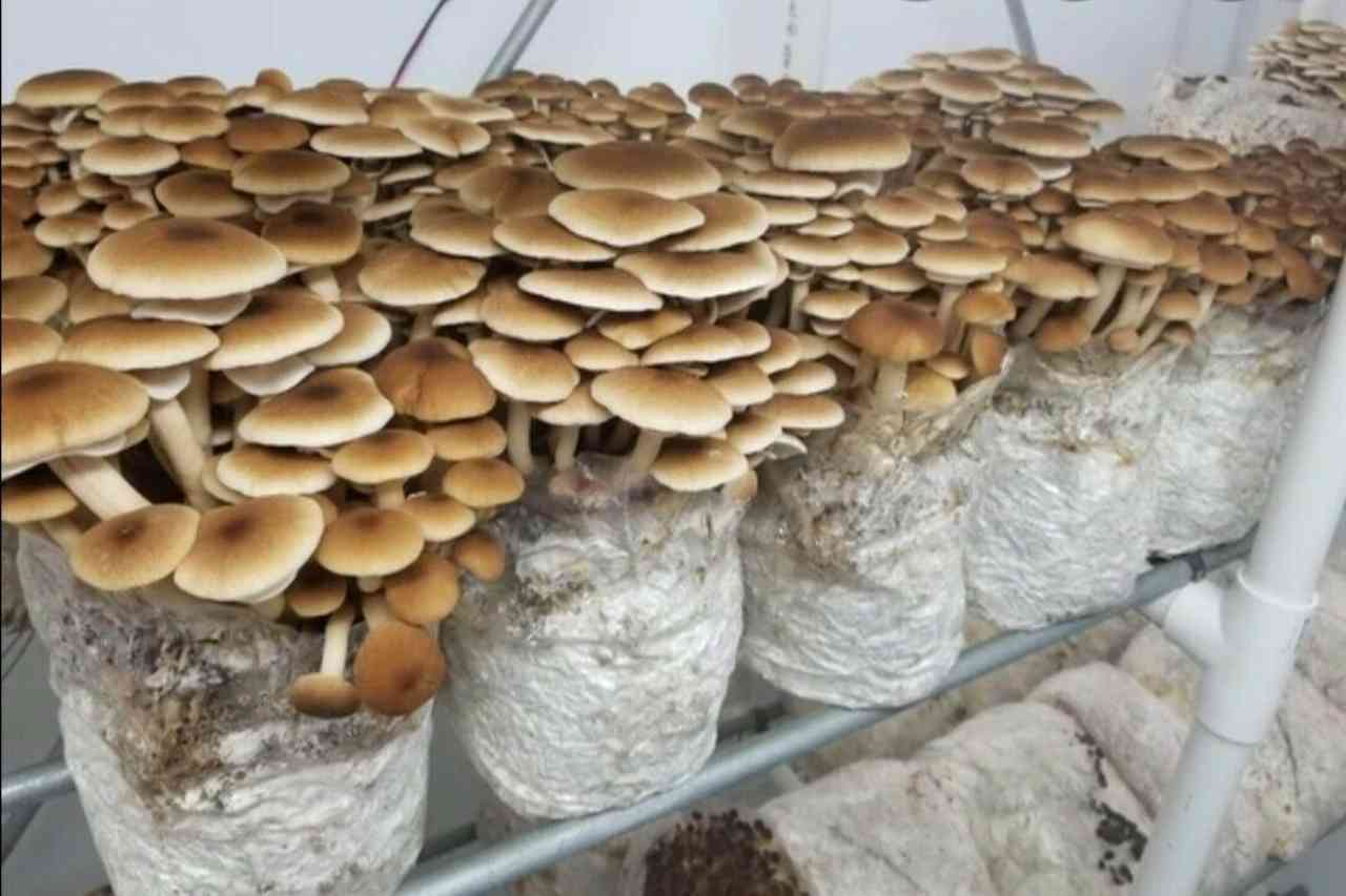 coltivare funghi