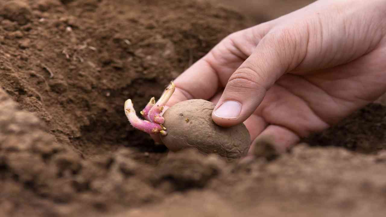 piantare le patate