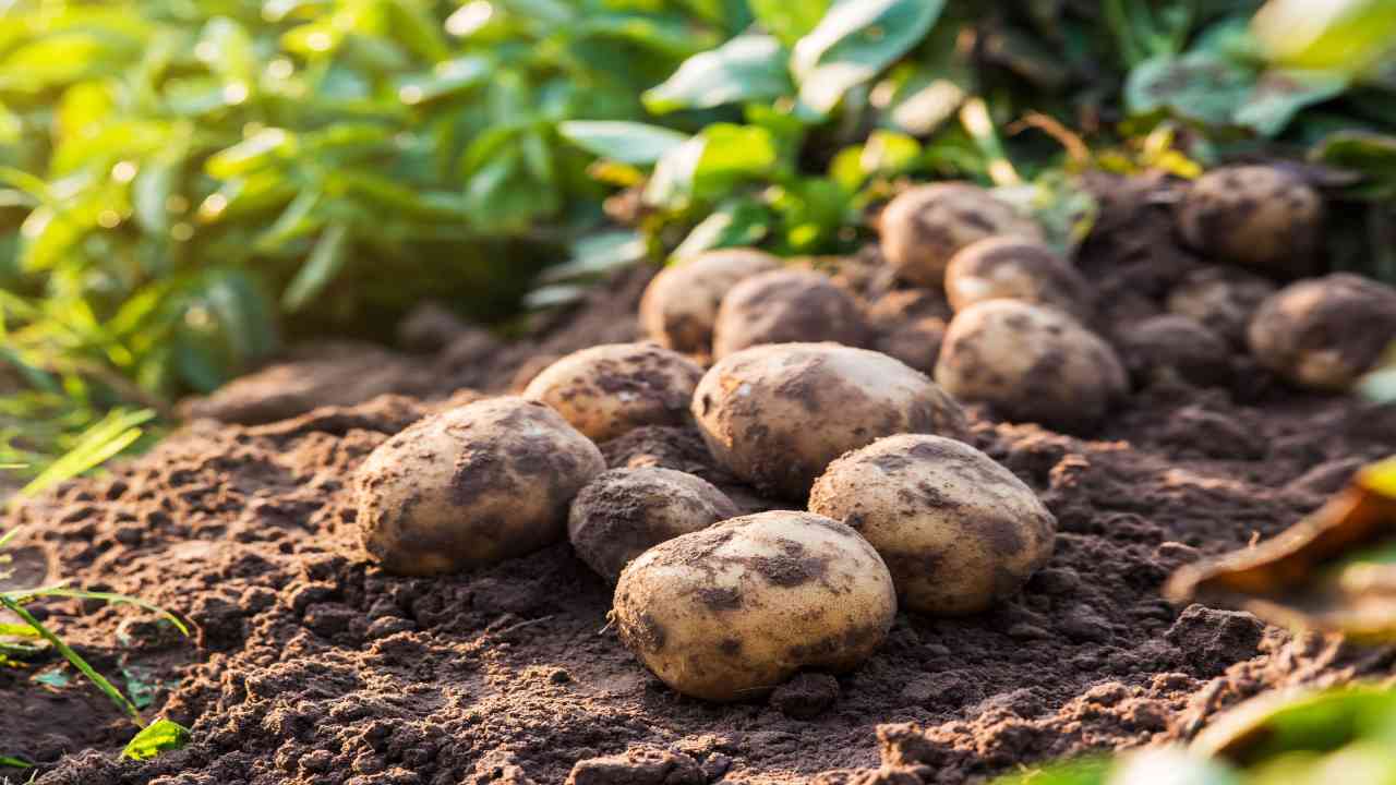 come piantare patate