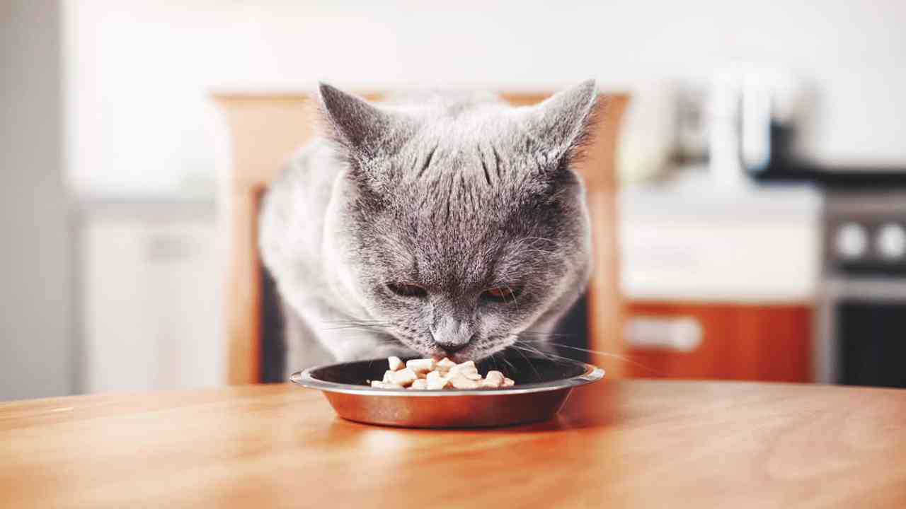 quanto deve mangiare un gatto