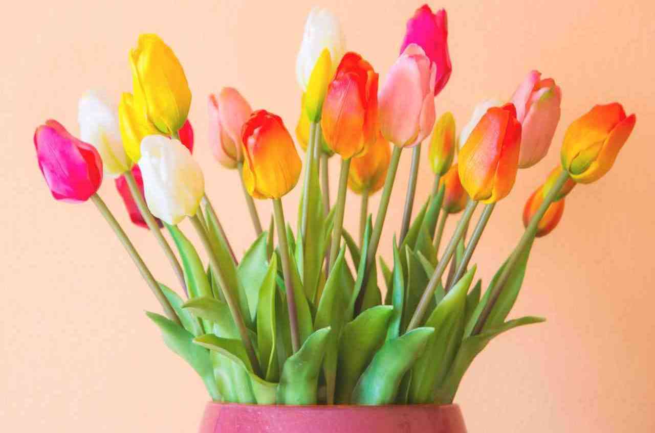 come piantare i tulipani in vaso