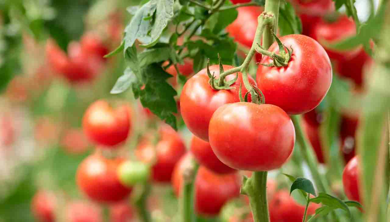 come coltivare i pomodori nell'orto