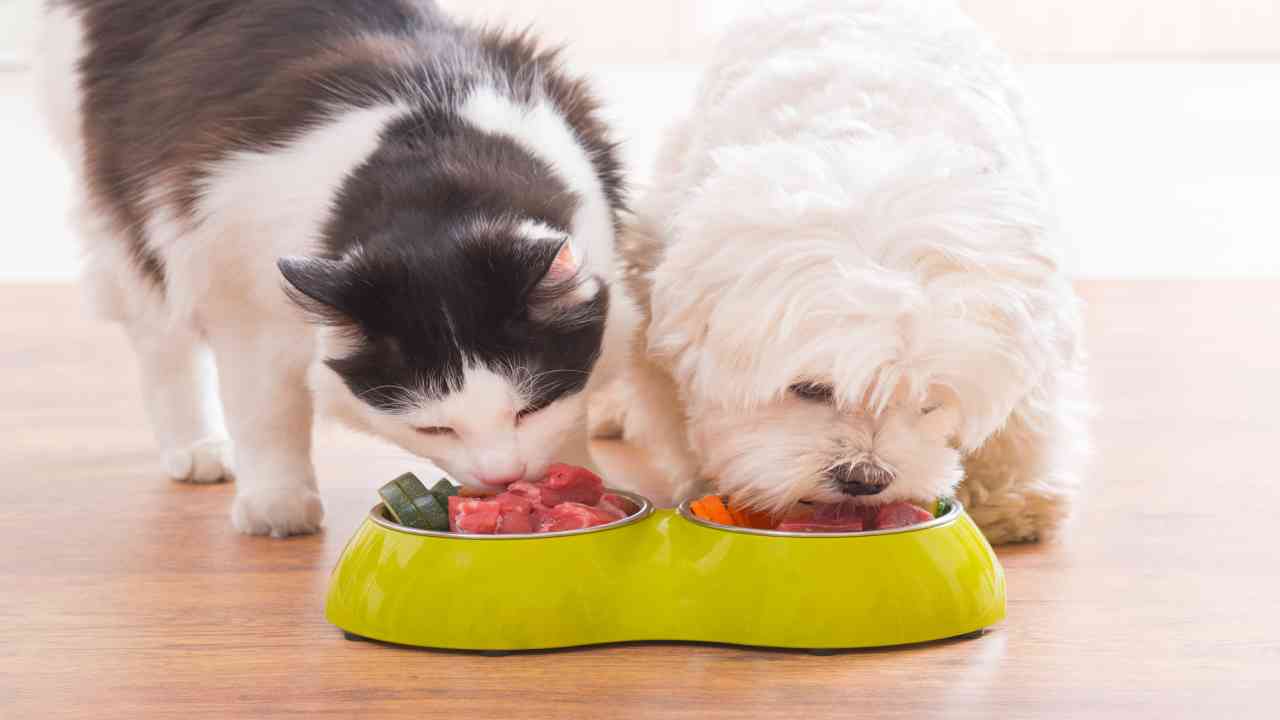 quali verdure possono mangiare i cani