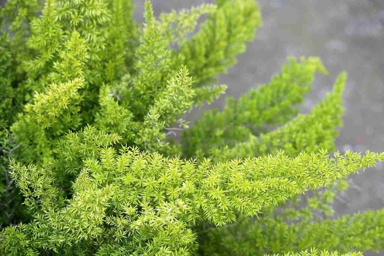 coltivare-la-Asparagina pianta