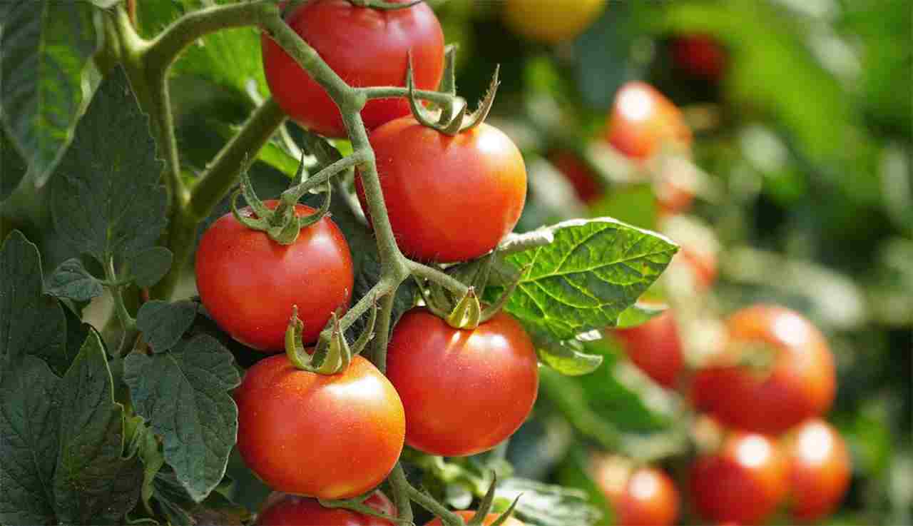 come si piantano i pomodori