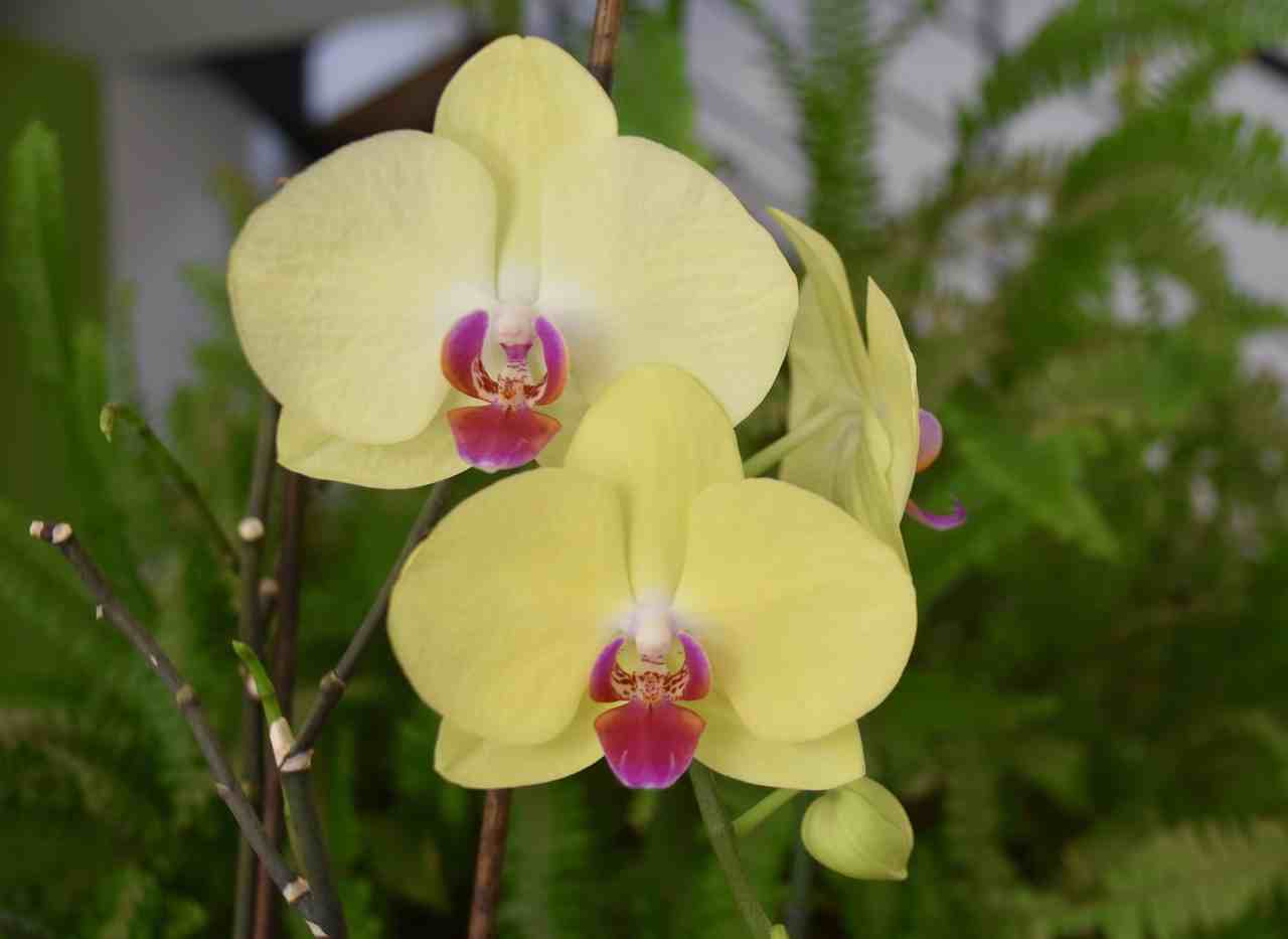 coltivare orchidee