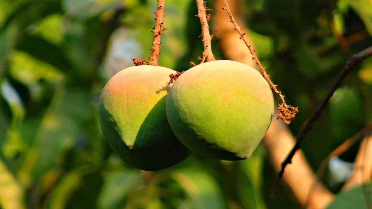 piantare mango
