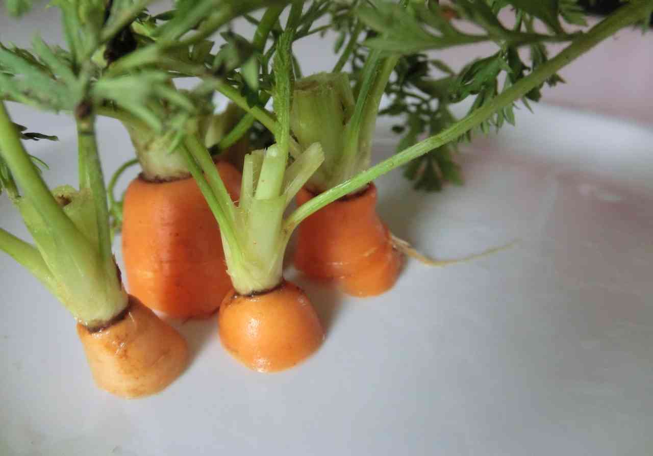 piantare carote
