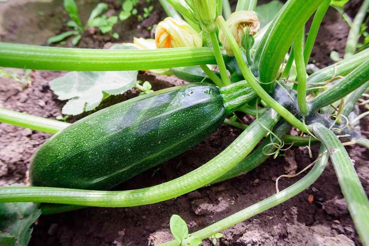 come piantare le zucchine