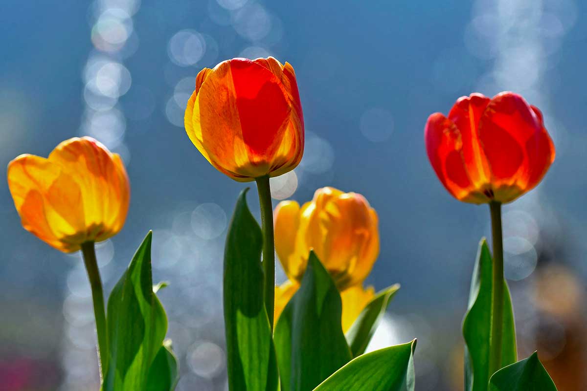 Come piantare bulbi tulipani: ecco come faceva nostra nonna