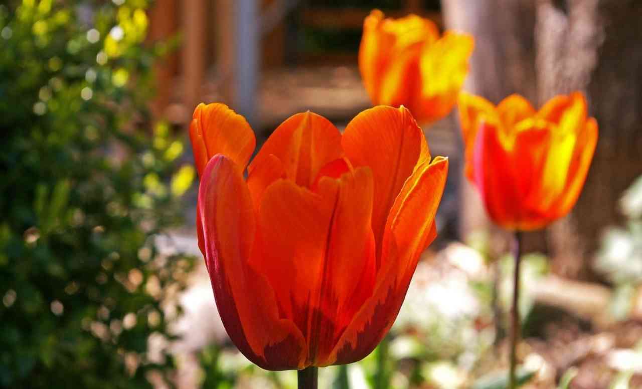 quando piantare tulipani