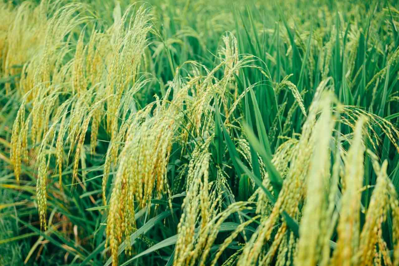 come si coltiva il riso