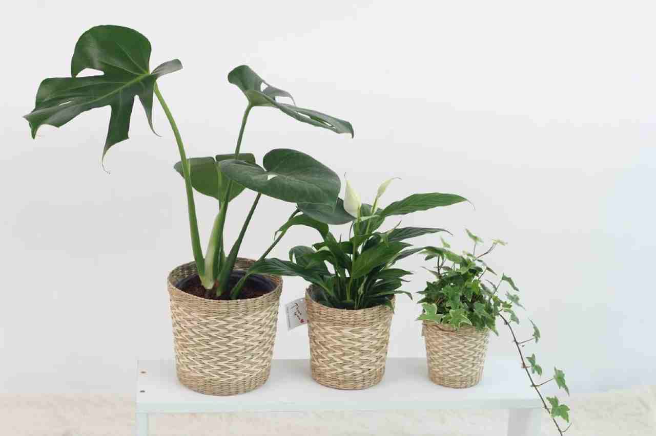 vaso per piante da interno